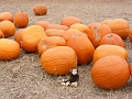 Cheeky_PumpkinPatch