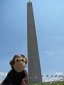 DCA_WashMonument_Cheeky