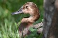 DALZoo_7-2016-DSC_4218