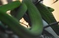 DALZoo_7-2016-DSC_4231