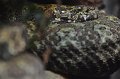 DALZoo_7-2016-DSC_4266