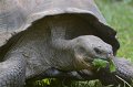 DALZoo_7-2016-DSC_4302