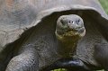 DALZoo_7-2016-DSC_4312