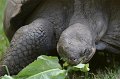 DALZoo_7-2016-DSC_4320