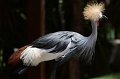 DALZoo_7-2016-DSC_4340