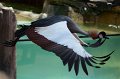 DALZoo_7-2016-DSC_4342