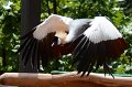 DALZoo_7-2016-DSC_4343
