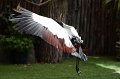 DALZoo_7-2016-DSC_4346