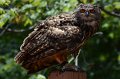 DALZoo_7-2016-DSC_4353