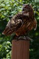 DALZoo_7-2016-DSC_4354