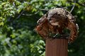 DALZoo_7-2016-DSC_4355