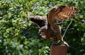 DALZoo_7-2016-DSC_4356