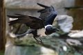 DALZoo_7-2016-DSC_4375
