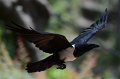 DALZoo_7-2016-DSC_4376