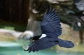 DALZoo_7-2016-DSC_4378