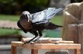 DALZoo_7-2016-DSC_4397