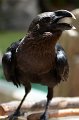 DALZoo_7-2016-DSC_4404