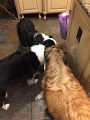 DogFrenzy_2017