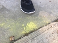 Kids_TX-Pollen_2017