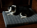GraceOnMaviesBed_2022-12