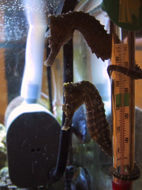 New Horses6.JPG (70327 bytes)