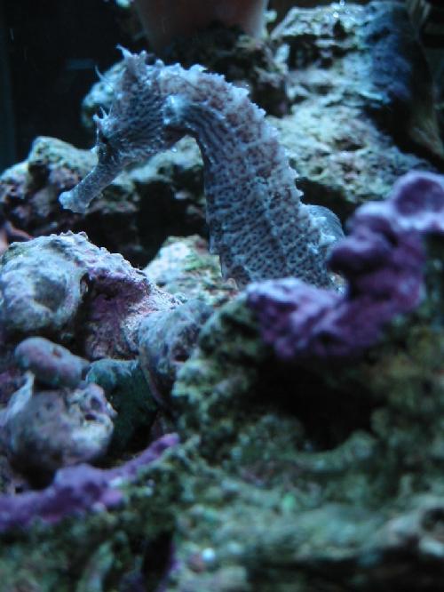 Spike4b.jpg (47923 bytes)