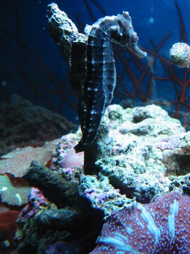 WelshDragon3b.jpg (40598 bytes)